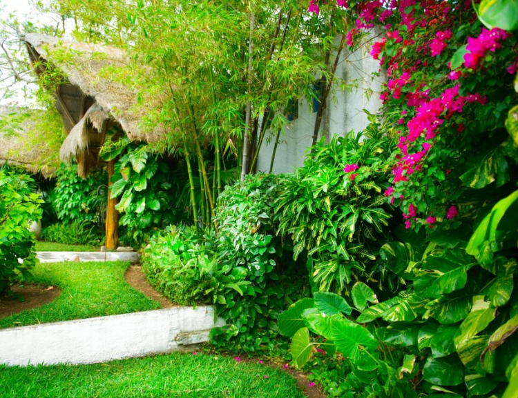 Lush tropical garden with thatched gazebo and bougainvillea