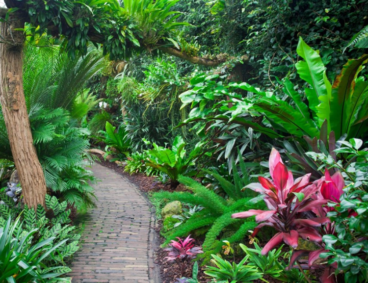 Brick pathway winding through lush tropical garden