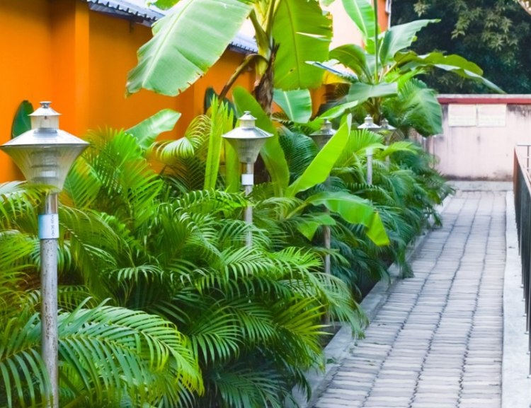 Paved walkway with tropical plants and lanterns