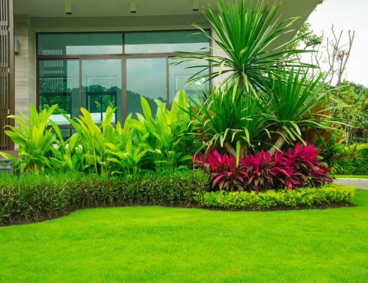 Modern house with lush tropical landscaped garden